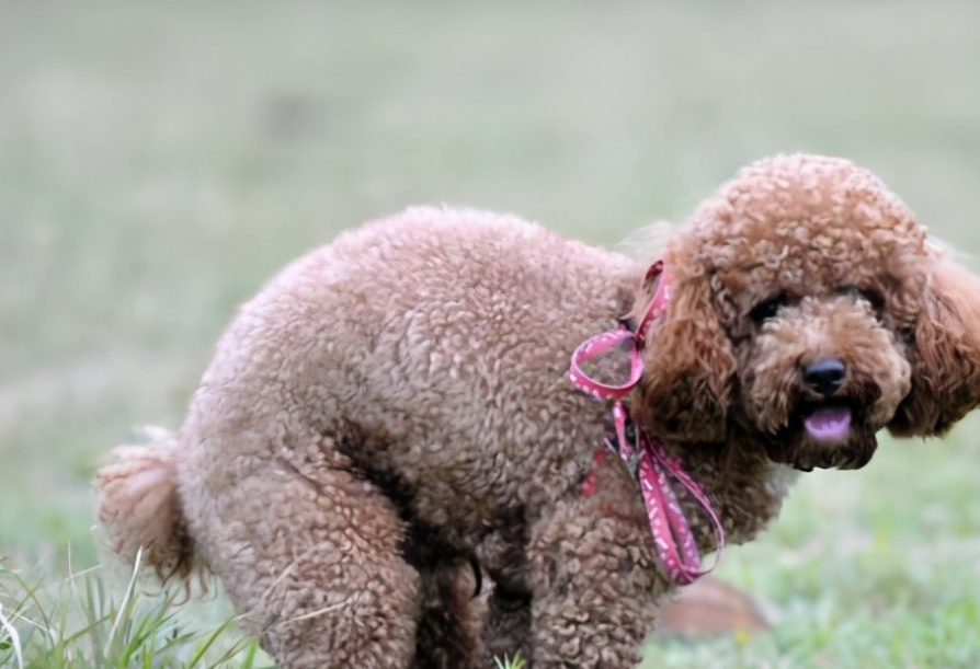 泰迪犬这几种情况,都是因为没挤"肛门腺"造成的!_平时