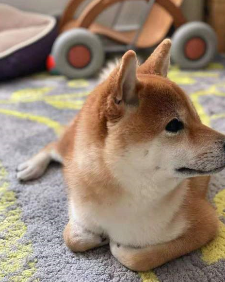 柴犬吃什么狗粮好?狗粮什么牌子好又便宜?国产天然