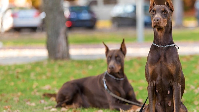 凶悍西装暴徒:杜宾犬,难以驾驭的狗狗_保护_营养_毛发