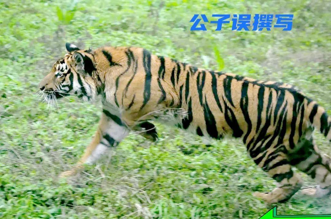 首先,华南虎事件的爆发源于2007年10月,当时周正龙声称在陕西省镇坪县