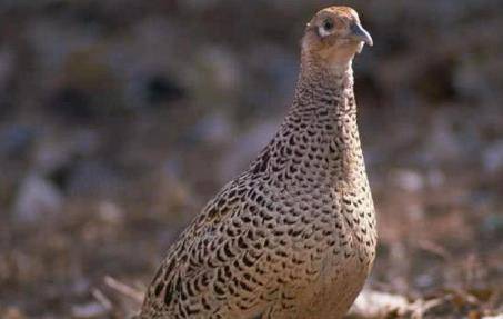 农村俗语,"上山甲鱼,下山野鸡"不能碰,有道理吗?