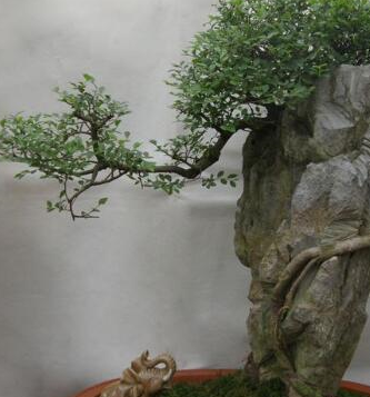 如何制作一盆榔榆桩景 榔榆桩景的制作方法_盆景_进行_根部