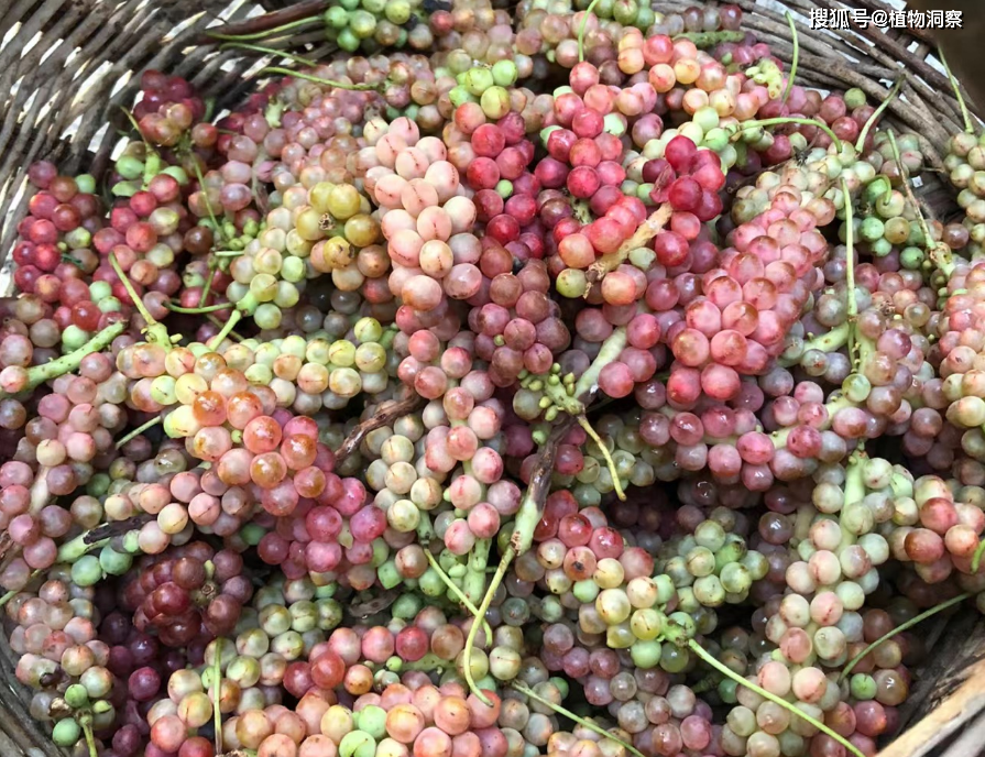 五味子,又称五梅子,荎蕏,有4大作用,价值极高,农民朋友要了解!