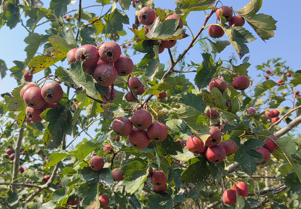 江头楂树香,岸上蝴蝶飞_apk_nb_html