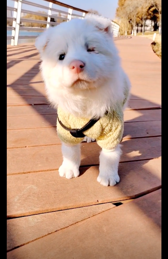 残疾边牧被遗弃,男孩好心带回却被告知没法治,只因它是"幽灵"_狗狗