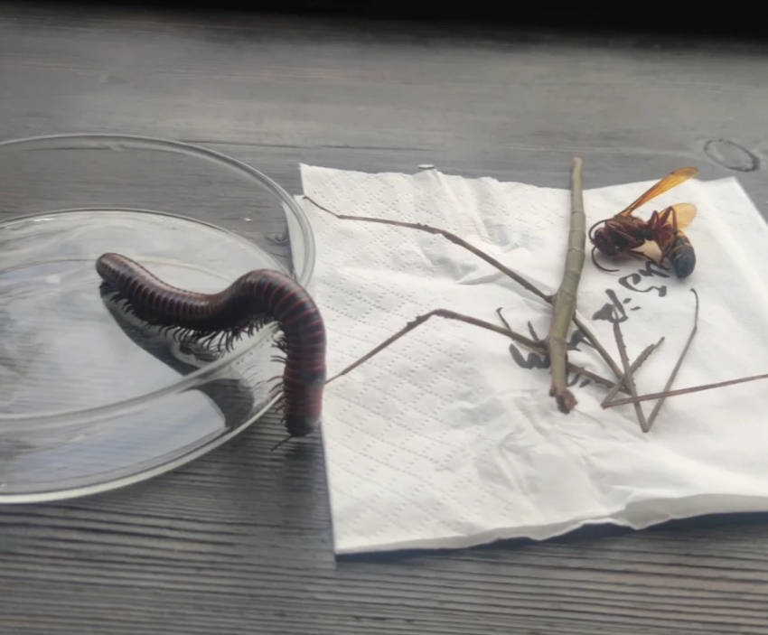 家里有千足虫怎么彻底消灭,千足虫彻底消灭4个秘密攻略揭晓!