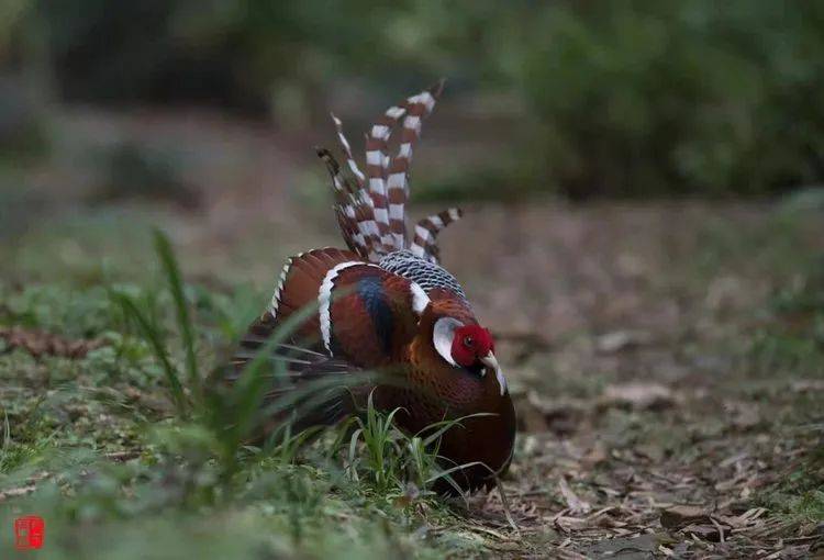 鸟类中的大熊猫白颈长尾雉,属国家一级保护鸟类_我国_三明_白鹇