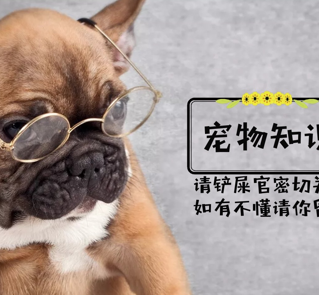 狗市中小金毛没人要,细犬反而价格超两千,原来它曾是!