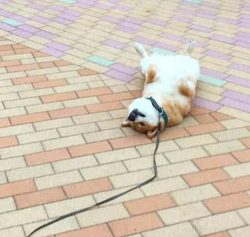 小柴犬在外面贪玩不肯回家,撒娇耍赖带走位,网友:这操作厉害了_主人公