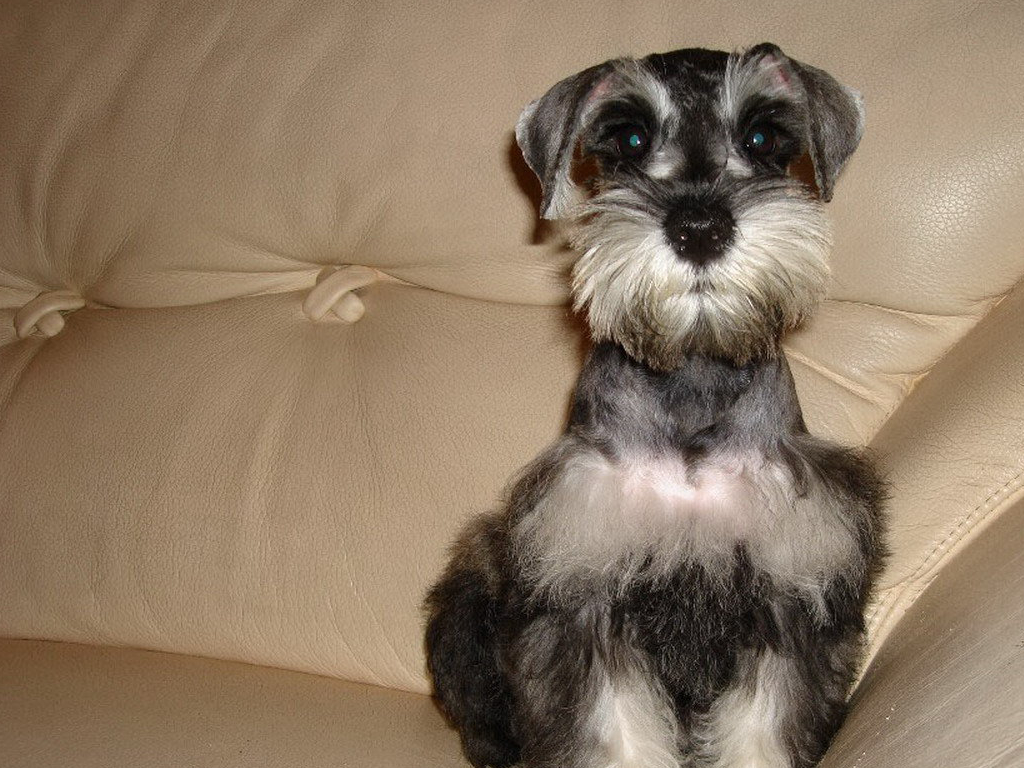 长得像小老头的小狗狗——雪纳瑞,很粘人的一种犬