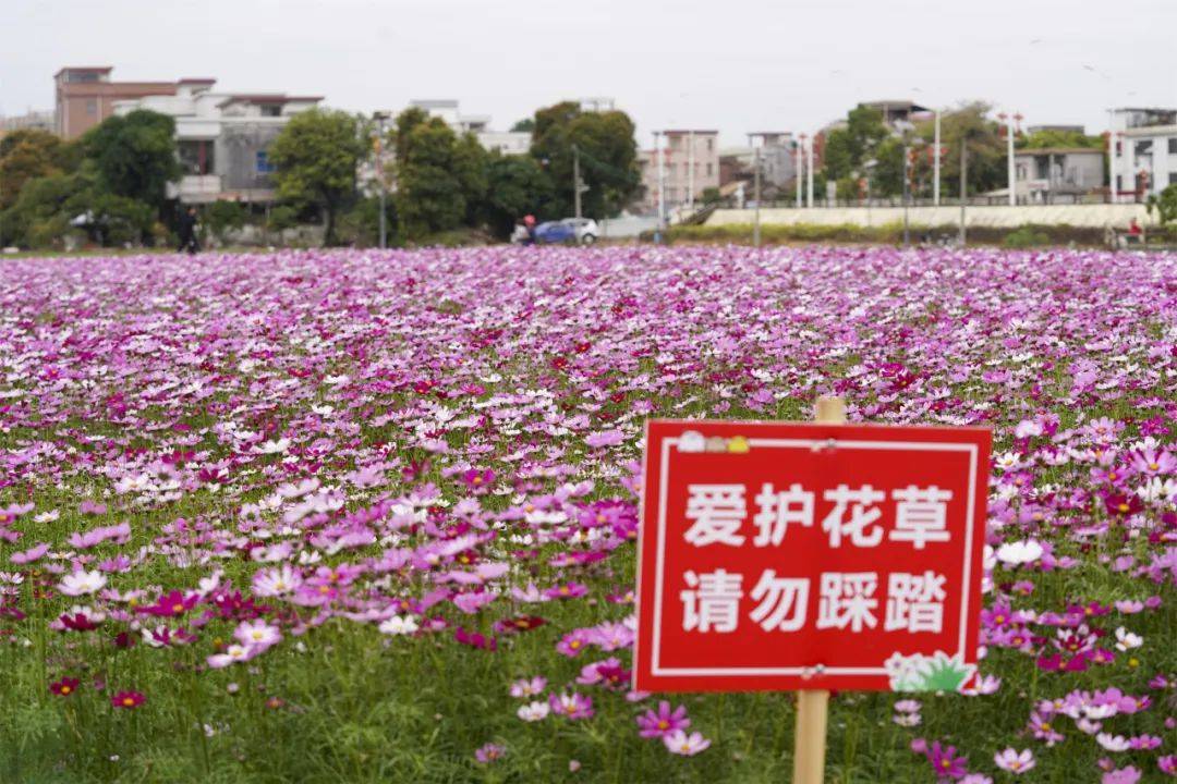 茶山这片花海盛开!关键还免费!冲!