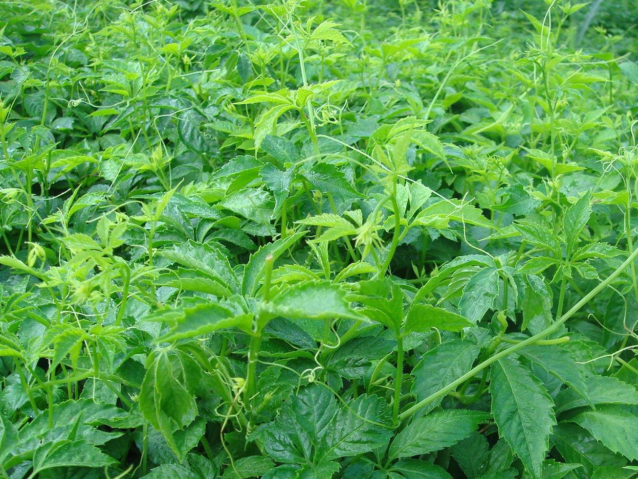 农村这野草,曾是农民痛恨的"害草",如今成"摇钱树"亩