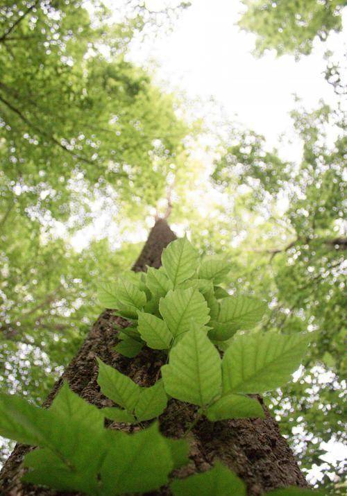 家中不可乱栽树,"阴树进阳宅,子孙代代穷",哪些是"阴"