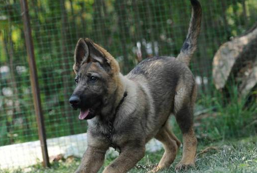 中国犬不止是"中华田园犬",还有一种很多人不知道,警犬新品种_我国