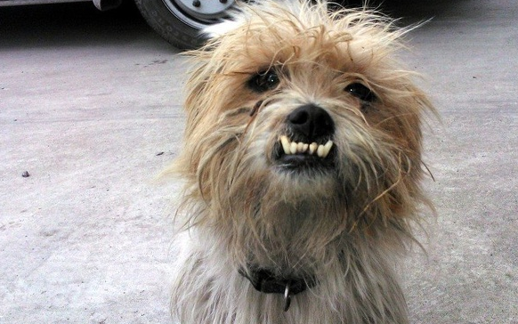 丑萌最耐看……这些美得很不标准的超特别毛孩!_猫咪_动物_笑容