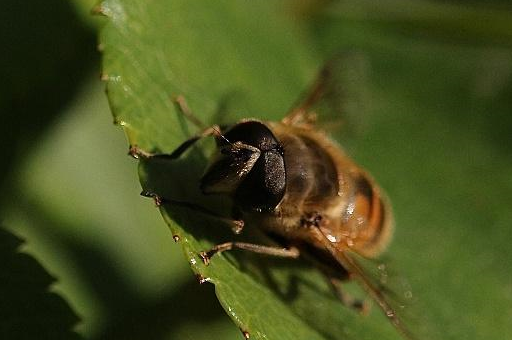 养蜂专家提醒,优质蜂王也会一房产多卵,见卵就掐,损失