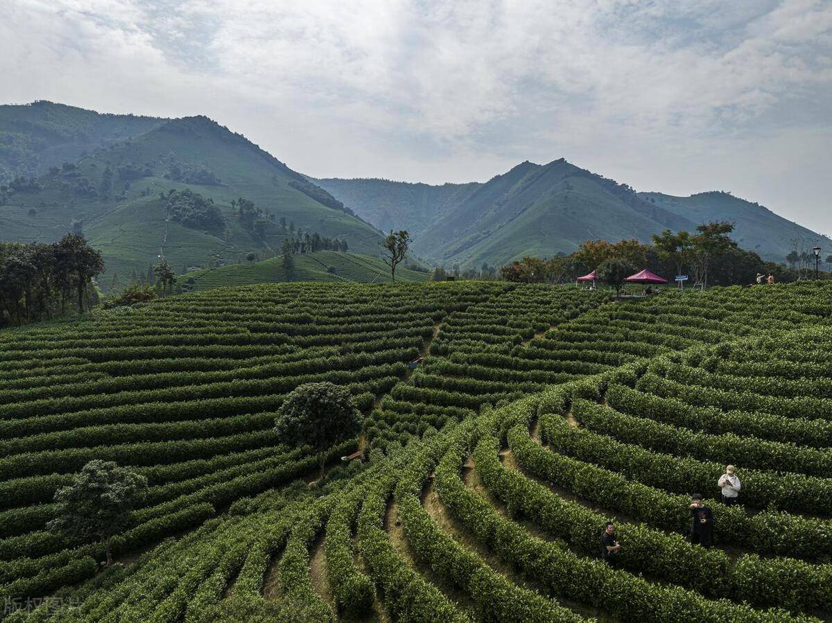 这10个地方可以试试_安吉_江南_茶园