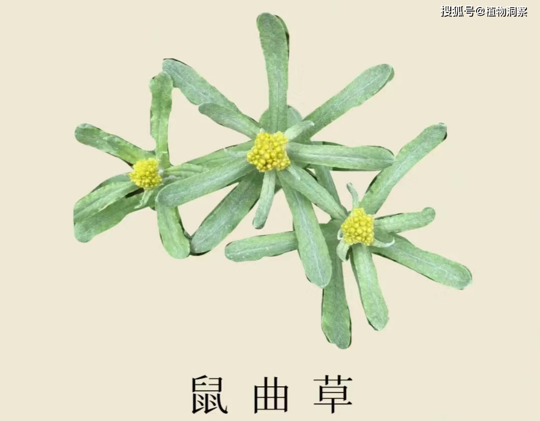 清明菜,又名鼠曲草,绒毛草,有4大作用,价值极高,农民朋友要了解!