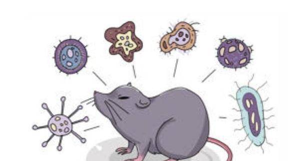 老鼠携带多种病毒,危害自然界的卫生健康黄鼠狼既能喂饱自己,又能帮助