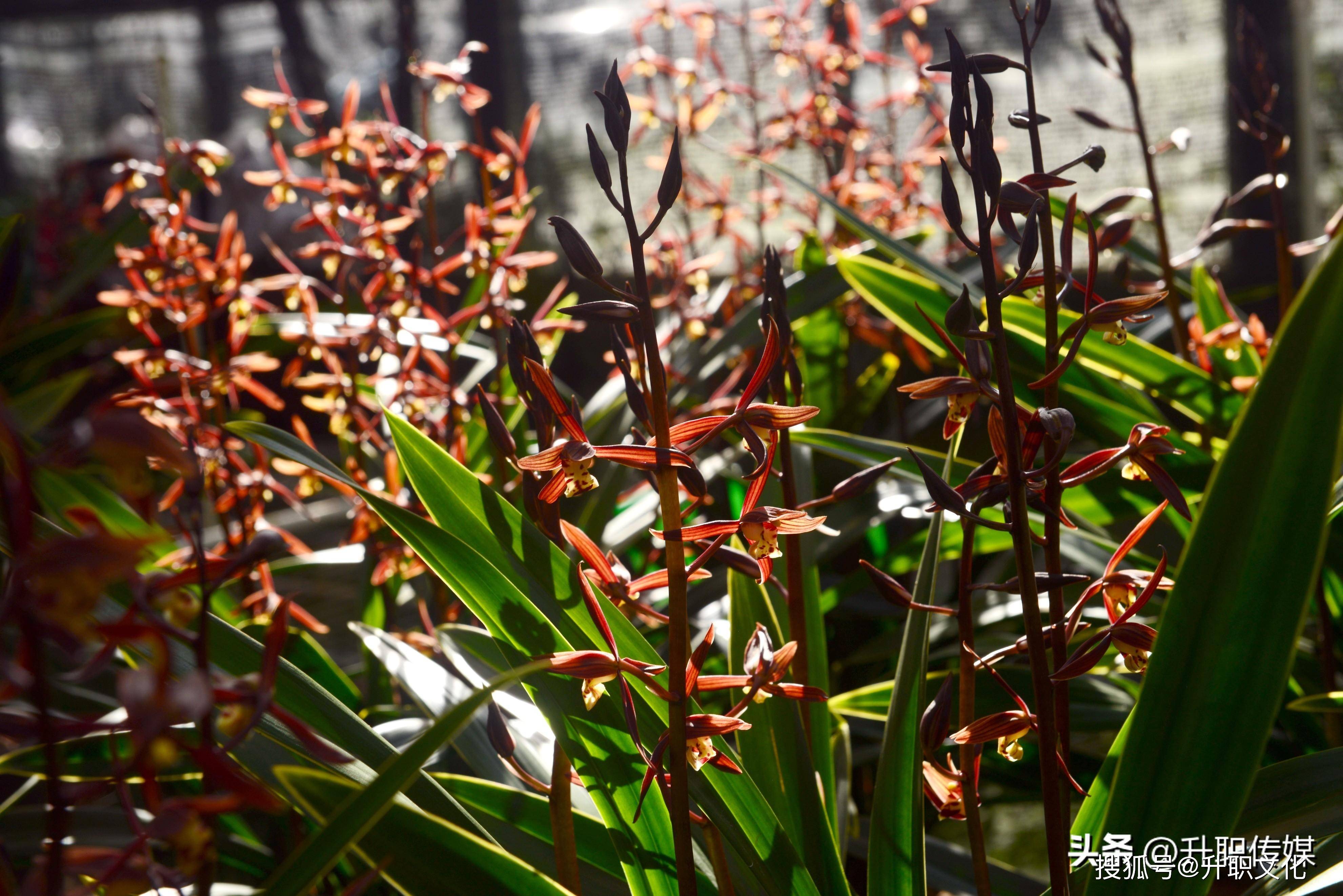 如今的连城朋口镇桂源兰圃兰花基10多亩,5000多平方专业培育素心建兰