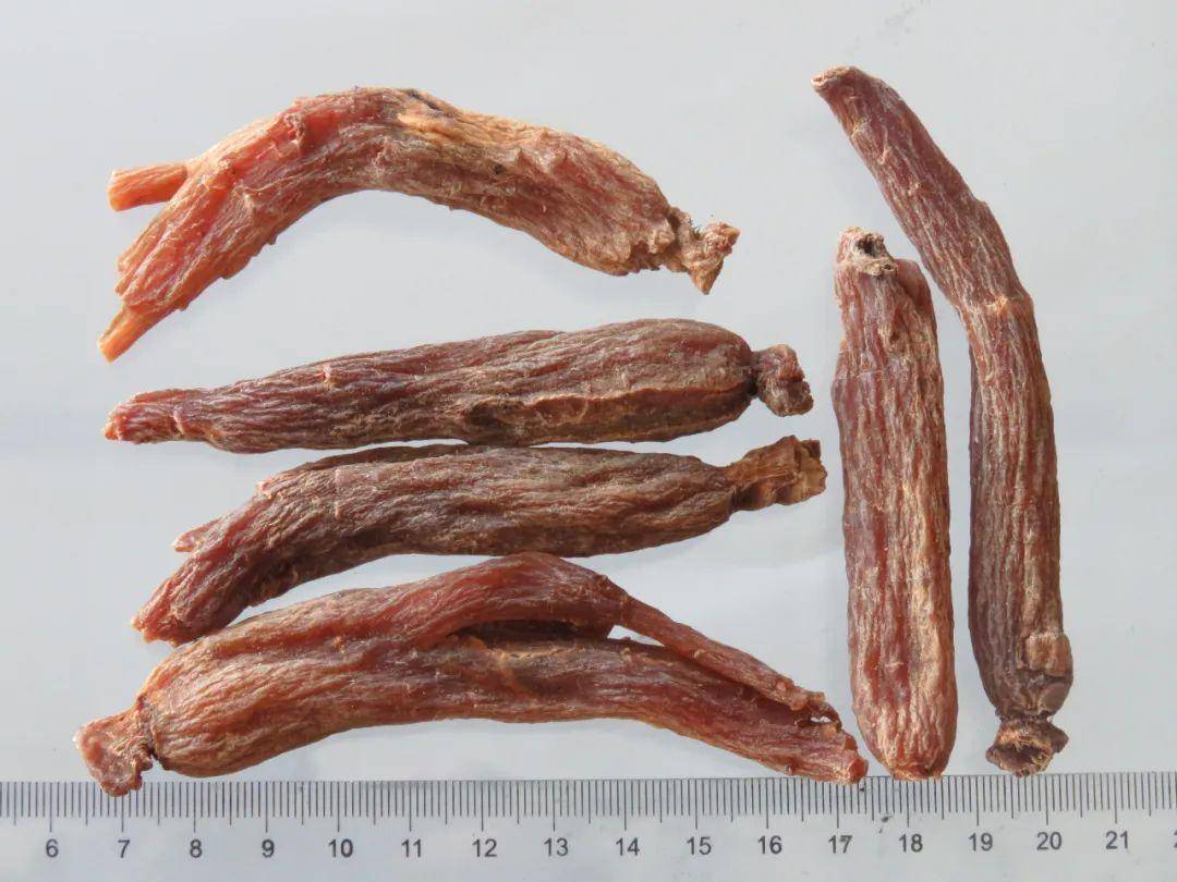 其药性偏温热,具有补气温阳的作用,适用于阳气虚弱的患者.