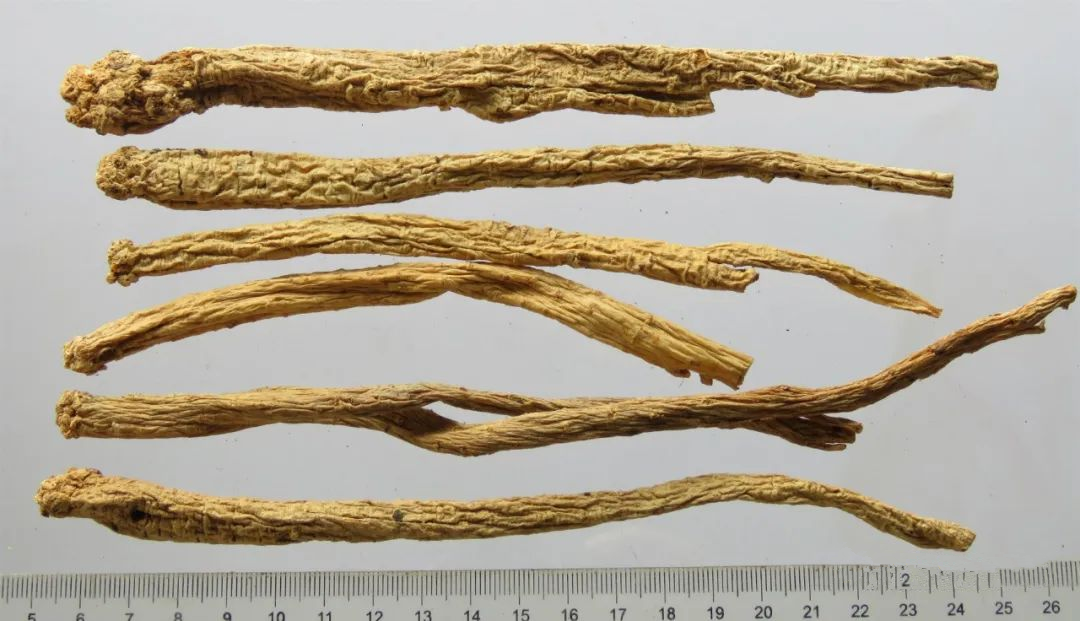 中药八种"参",参参各不同_功效_人参_西洋参