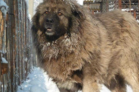 高加索犬高加索是世界上体型较大的犬种之一,它们性格猛烈,凶猛无比