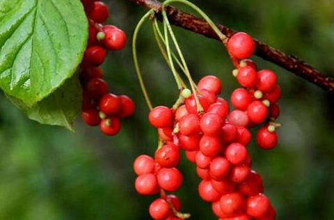 五味子的价值极高,很多领域都能够用到它,药用咱就不多介绍了,我就