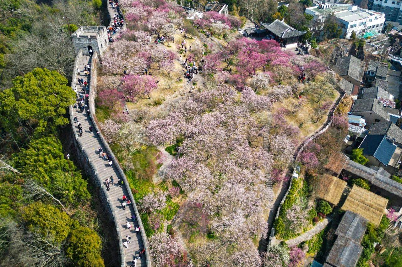 江南长城的梅花正值盛开期,吸引来大量游客打卡,人从众好不热闹_临海