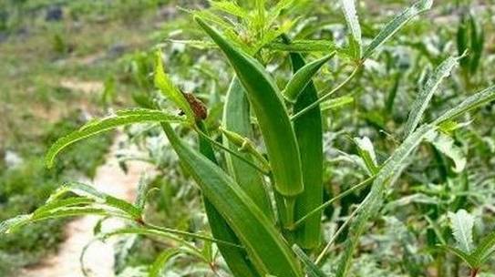 日本主妇称它绿色人参,美国人称植物伟哥,很多人看过都没有看过_黄