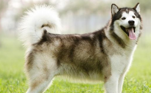 哈士奇:别再把我跟阿拉斯加认错了,我跟它有三种差别_狗狗_方法_尾巴