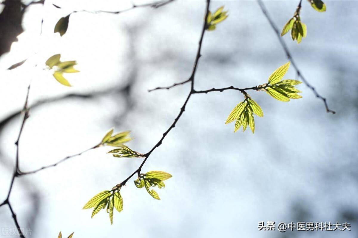 壁紙 動物 花 鳥 鳥類 雀 桌面 1200_800