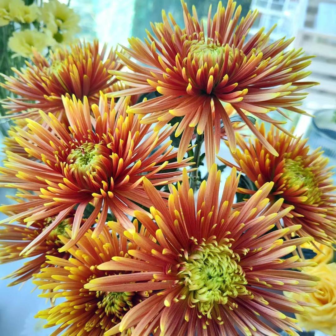 每周识花 | 别再误会菊花了,它才是真正的秋冬宝藏!