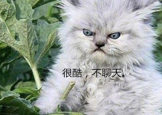 主人派猫咪镇守瓜地,看到猫咪的表情不禁捂脸,这下没人敢偷_西瓜_锻炼