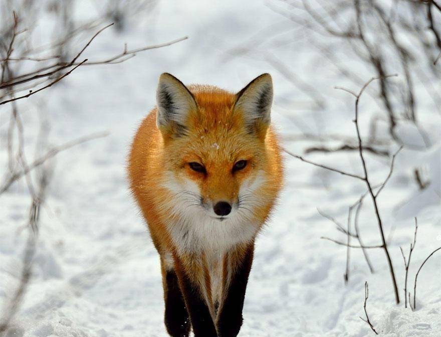 "狐仙"怎么成为保家仙的,为是么是"家仙之首"?_朱元璋