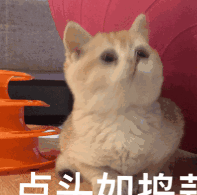 这货居然理不直气也壮的瞪着铲屎官!还做出一副"能奈我何"的表情?