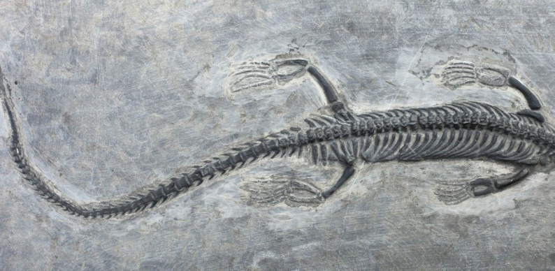 5亿年前,三叠纪的蜥蜴王统治着南极洲,还是恐龙之王!