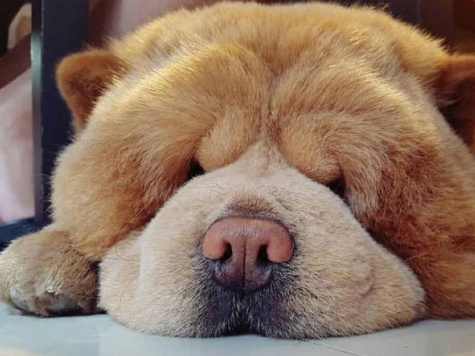 这只差点死在宠物店的松狮宝宝,被领养回家之后,变成