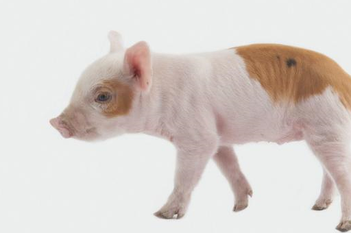 恭喜大金猪,明日天降横财,福气满满,连旺十年,快来接!