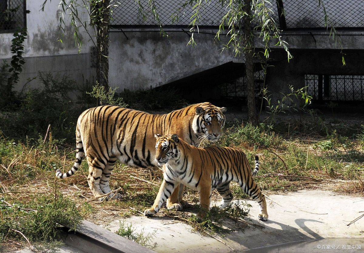 河子镇的东北虎林如何游玩?这攻略带你了解-飞悦易是