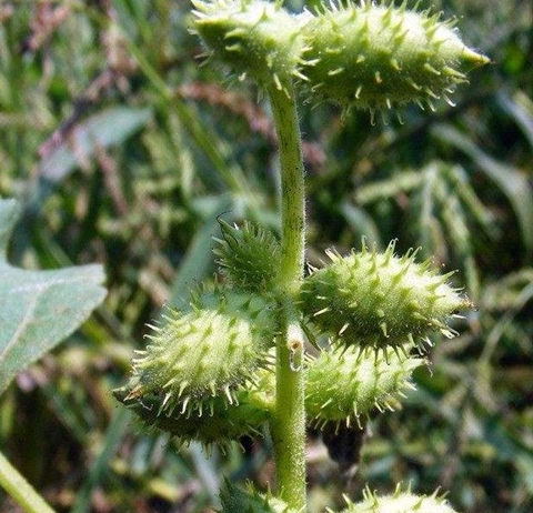 农村常见这种"苍耳子",不懂的人当柴火,却能缓解"劳损