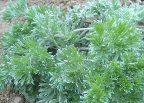 春天到了,这些野菜多吃一点,可能养生效果不错,不妨试试_人们_食物