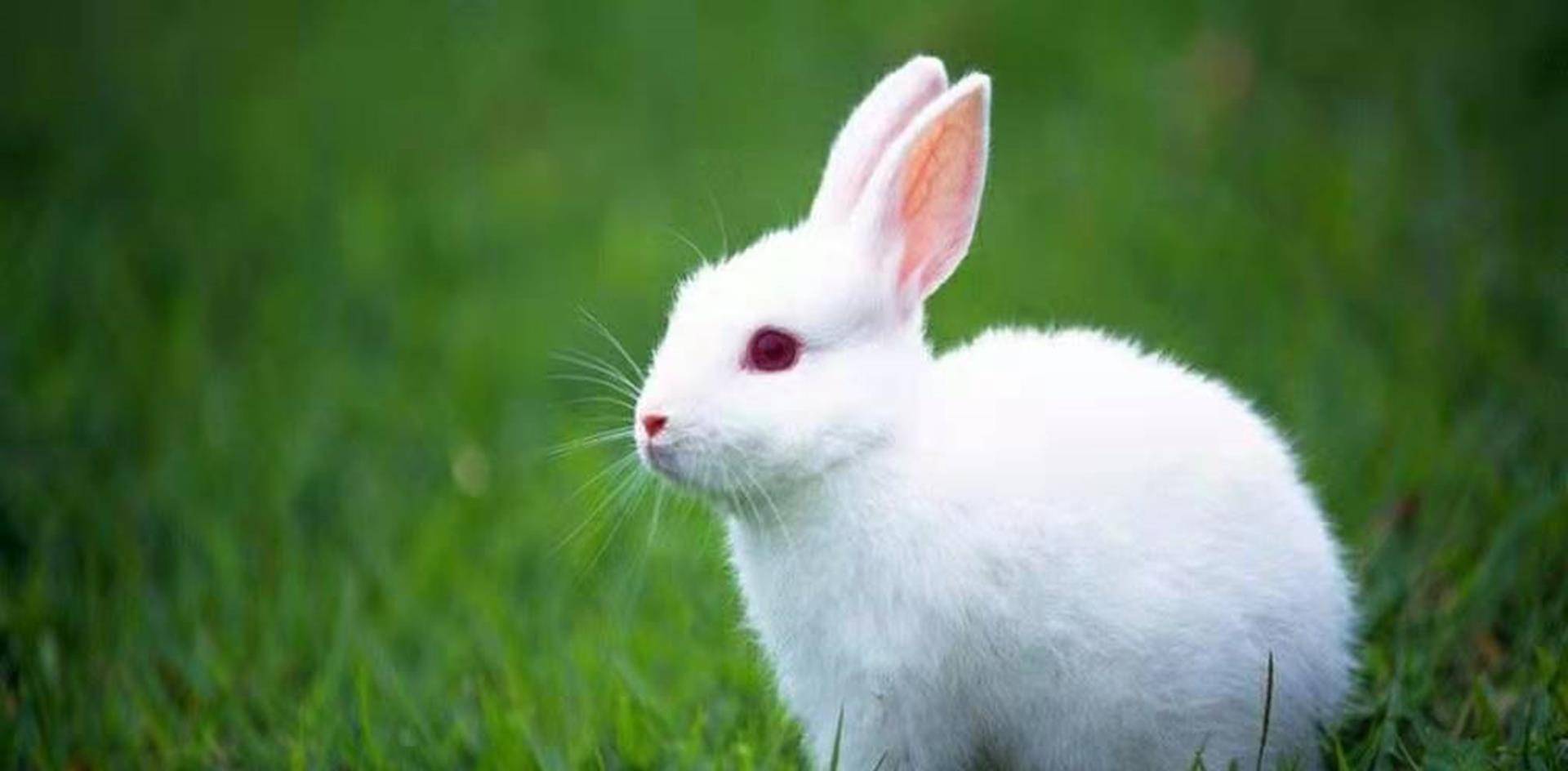 清代一桩母兔鸣冤案,屠户欺心,四姐妹身死,知县审冤难