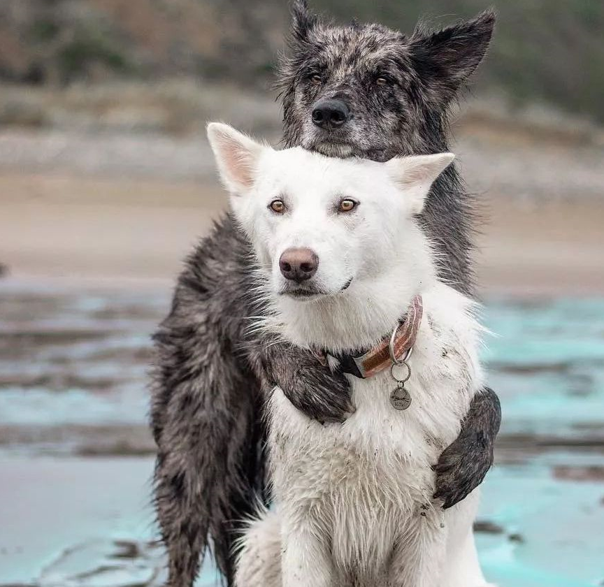 深情狗子化身霸道总裁,分分钟教你怎么宠老婆,天天都!