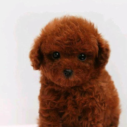 可能很多人会说狗粮进口的贵,但养小型犬就