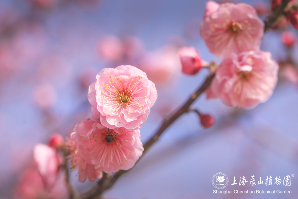 来松江看绝美花海_梅花_种群_江梅