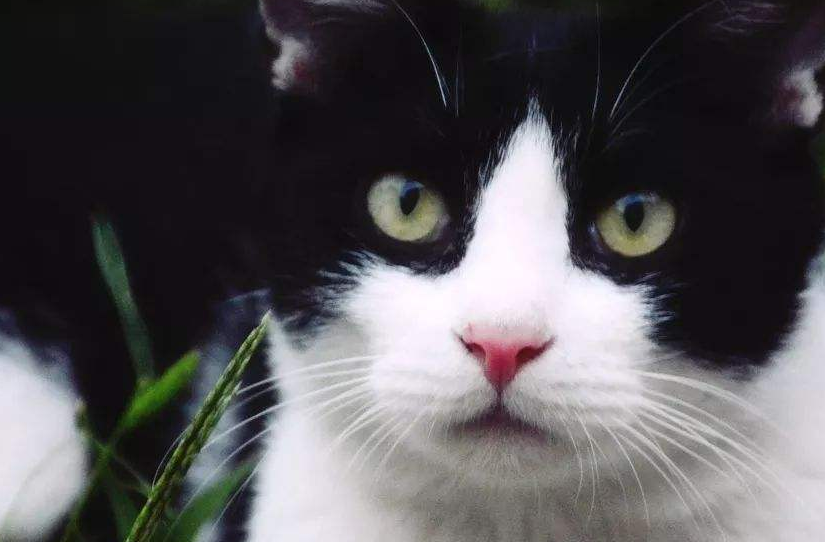 高冷的小猫咪有哪些奇葩的行为?爱喝马桶水算一个吧!