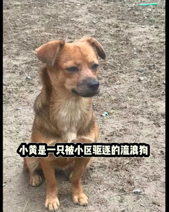 流浪狗遭小区保安驱赶,爸爸看它可怜收留下,没想到却_