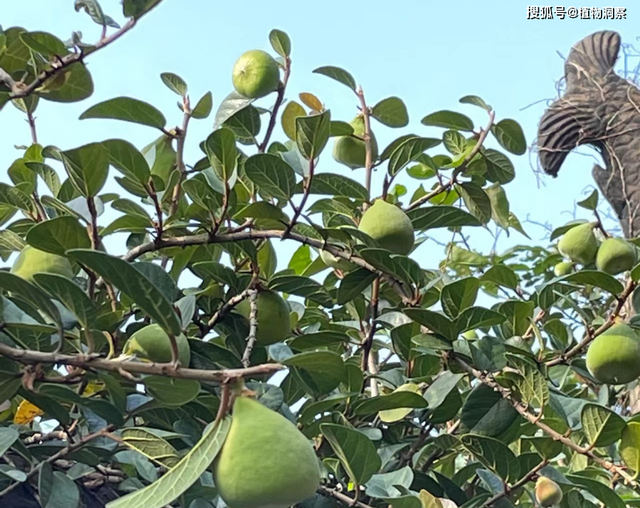 薜荔,又称凉粉果,木馒头,有3大作用,价值极高,农民朋友要了解!