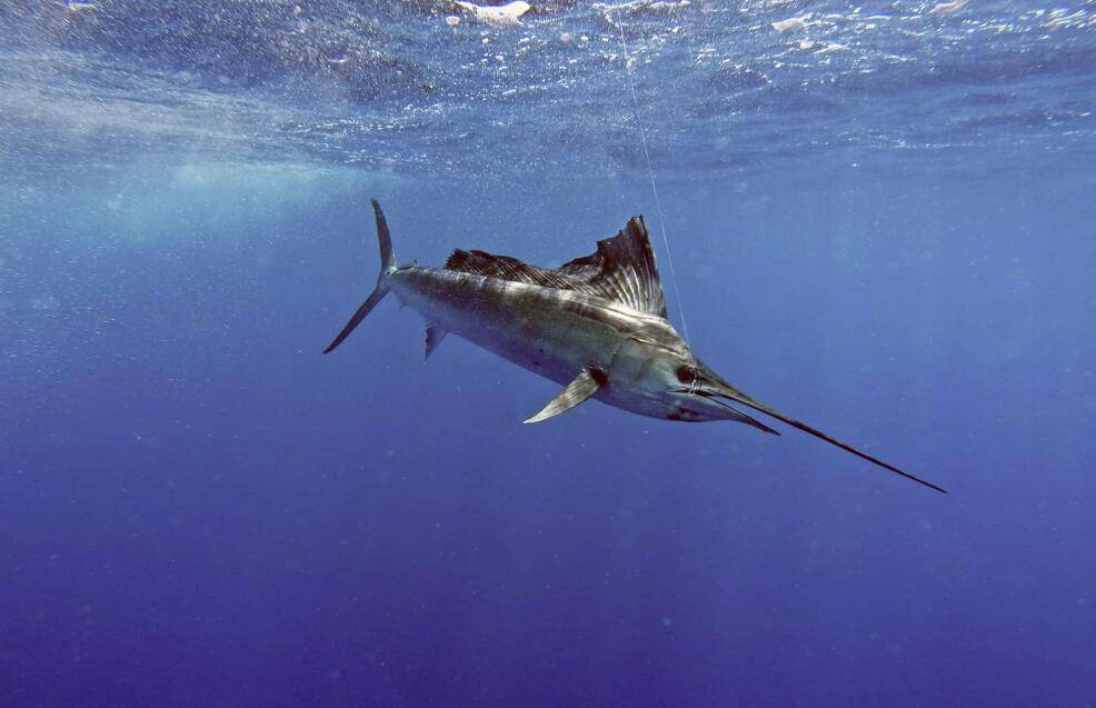 从米粒大到顶级猎手,旗鱼怎么做到的?_海洋_数量_速度